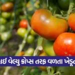 Cultivate tomatoes using modern methods 1