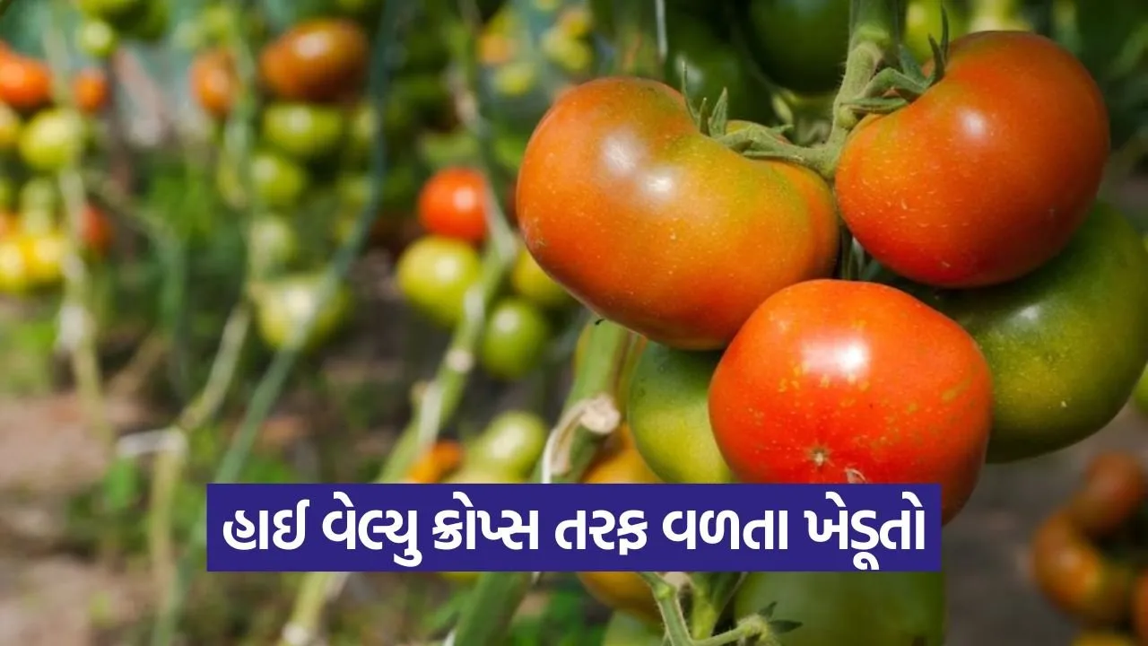 Cultivate tomatoes using modern methods 1.jpg