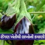 Farmer earns Rs 4 lakh from brinjal farming 1