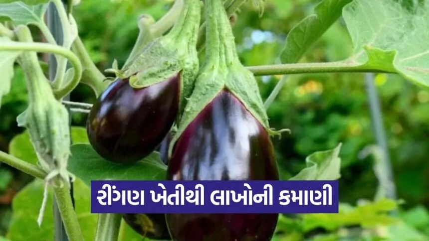 Farmer earns Rs 4 lakh from brinjal farming 1