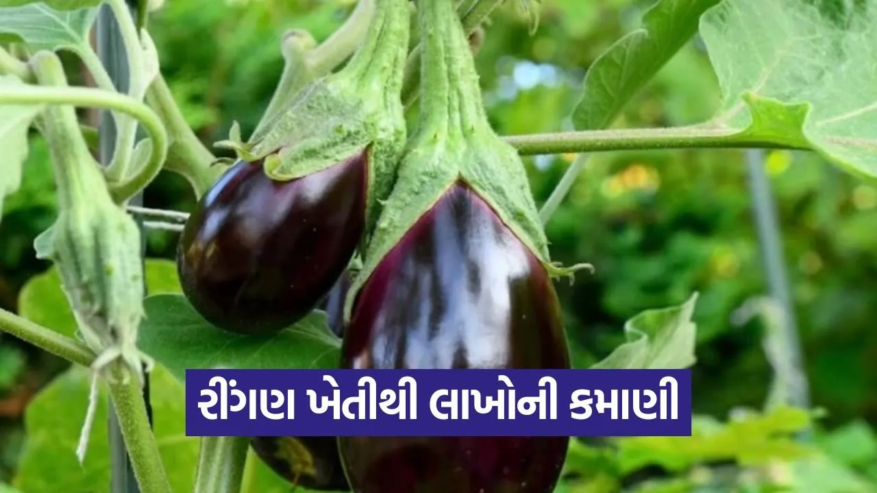 Farmer earns Rs 4 lakh from brinjal farming 1.jpg