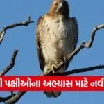 Gujarat raptor survey 1