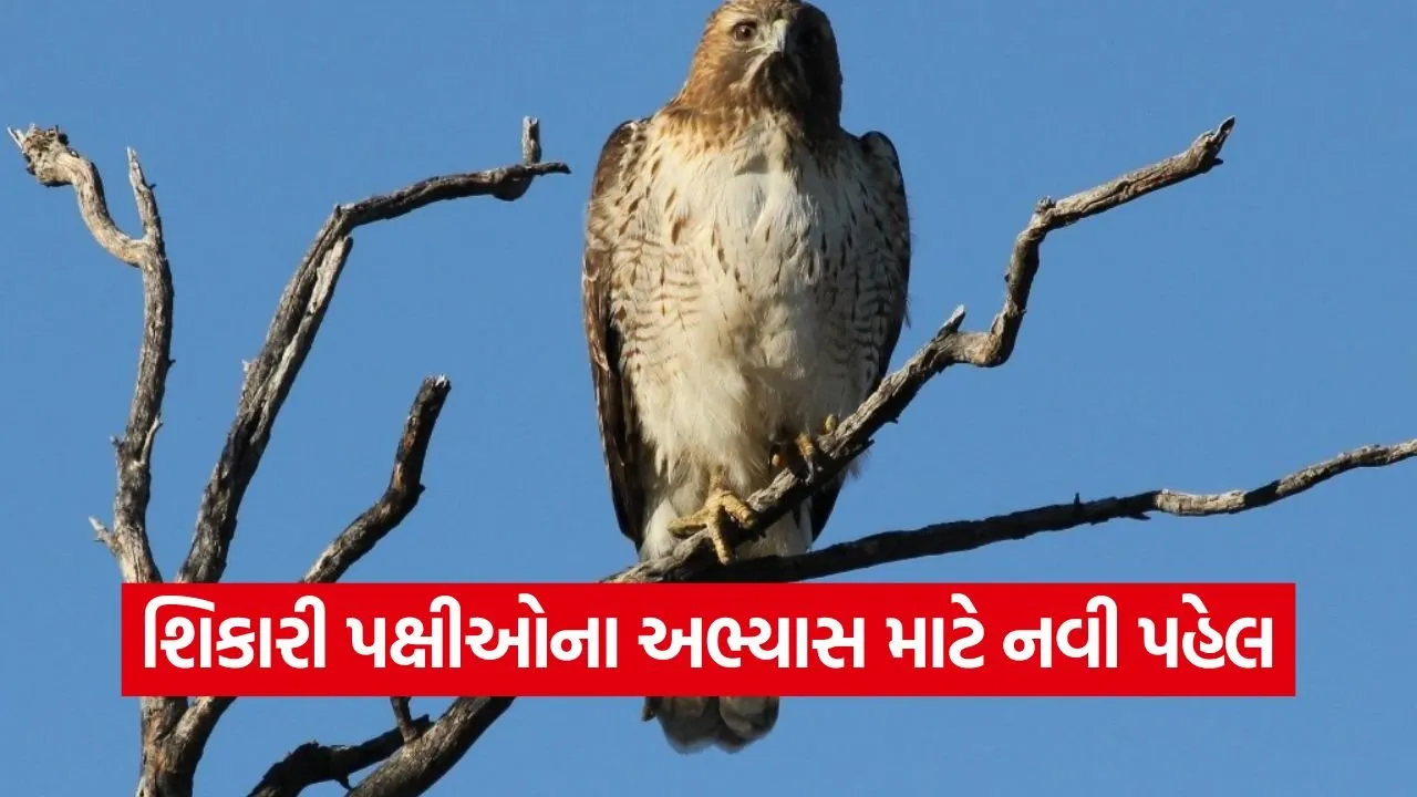 Gujarat raptor survey 1.jpg
