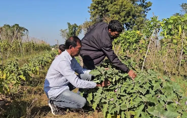 રાસાયણિક ખાતર વગરની ખેતીથી ડબલ આવક, સાબરકાંઠામાં પ્રાકૃતિક ખેતીની નવી દિશા 3 Natural Farming Gujarat 4.png