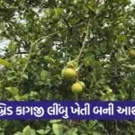 Hybrid Lemon Farming India 1