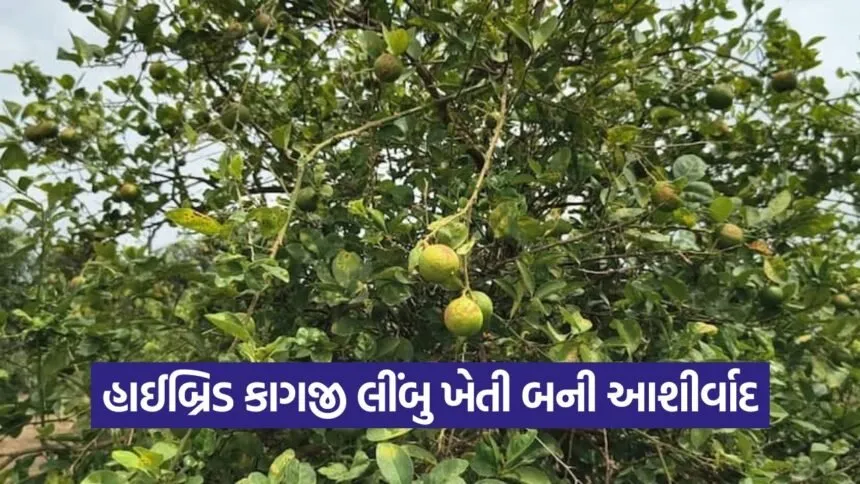 Hybrid Lemon Farming India 1