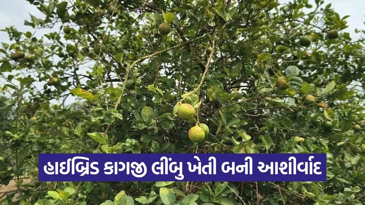 Hybrid Lemon Farming India 1.jpg