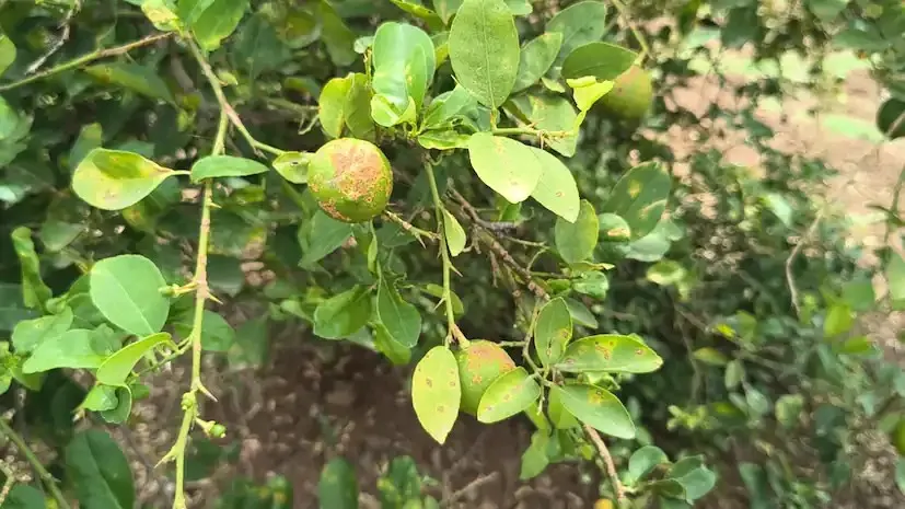 છપરાના ખેડૂતો માટે આવકનું નવું મોડલ: છત પર ઉગતા હાઈબ્રિડ લીંબુથી લાખોની કમાણી 2 Hybrid Lemon Farming India 1.png