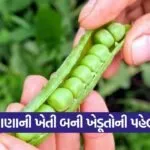 More profit in green pea farming 1