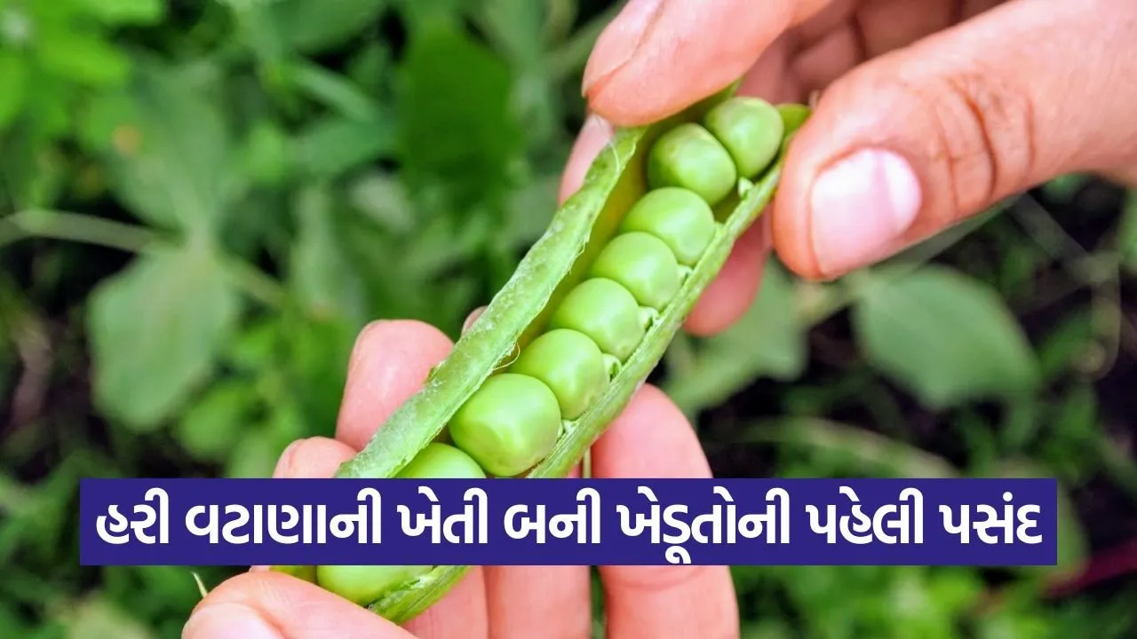 More profit in green pea farming 1.jpg