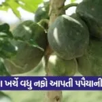 Papaya Farming Profit India 1