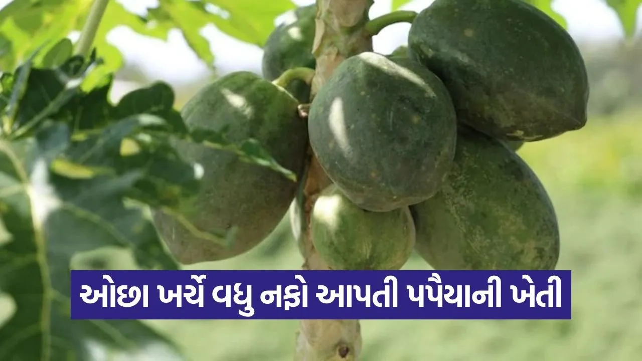 Papaya Farming Profit India 1.jpg