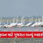 Gujarat Migratory Birds Conservation 1