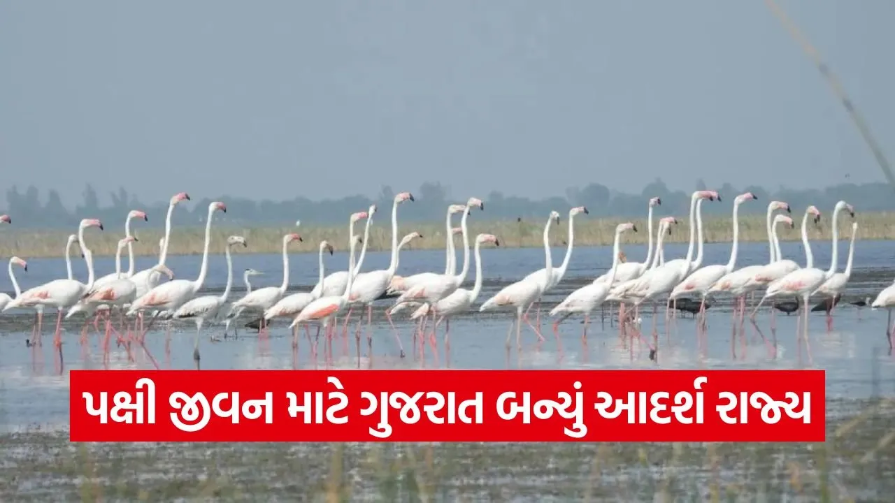 Gujarat Migratory Birds Conservation 1.jpg