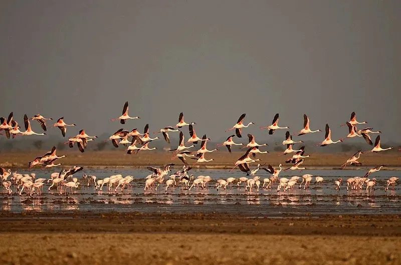 દોઢ દાયકાની સંરક્ષણ નીતિનું પરિણામ, ગુજરાત વિશ્વભરના પક્ષીઓ માટે બન્યું સલામત આશ્રયસ્થાન 4 Gujarat Migratory Birds Conservation 2.png