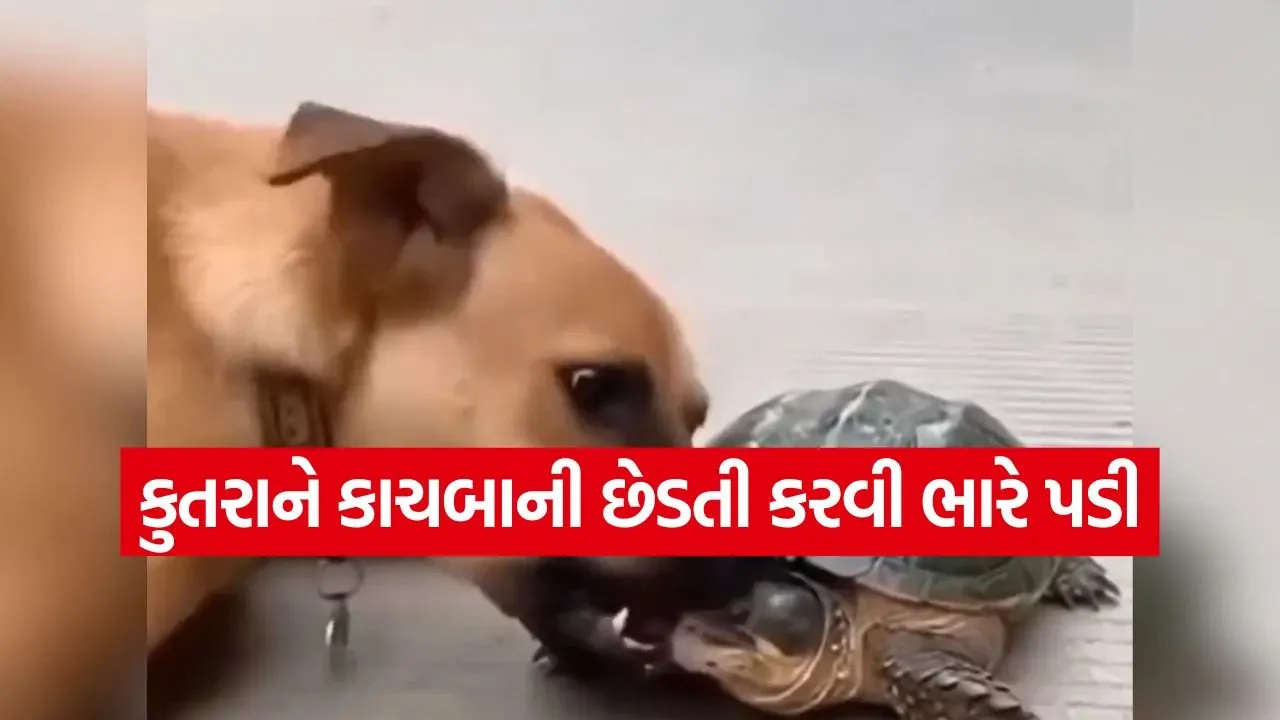 dog.jpg