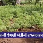 surendranagar wild farming success 1