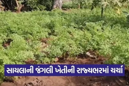 surendranagar wild farming success 1