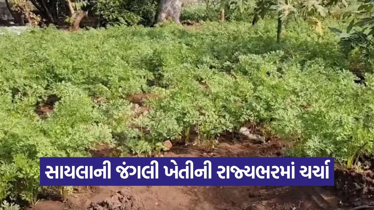 surendranagar wild farming success 1.jpg