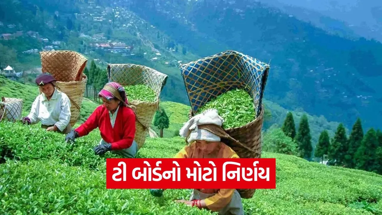 Imported Tea Quality Check 1.jpg