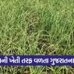 Garlic Farming 1