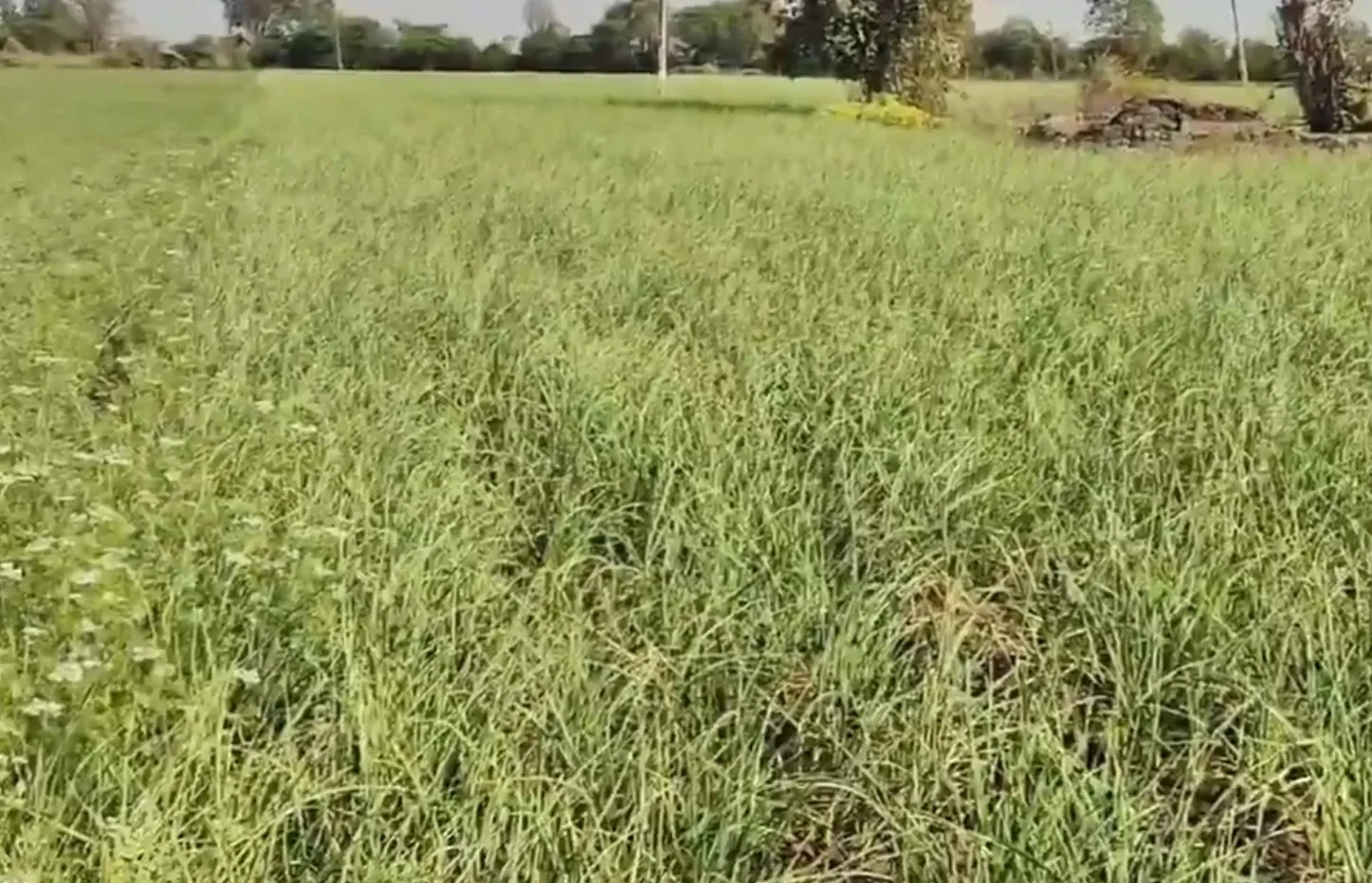 લસણની ખેતી બની ખેડૂતો માટે નફાનો મજબૂત આધાર 2 Garlic Farming 1.jpeg