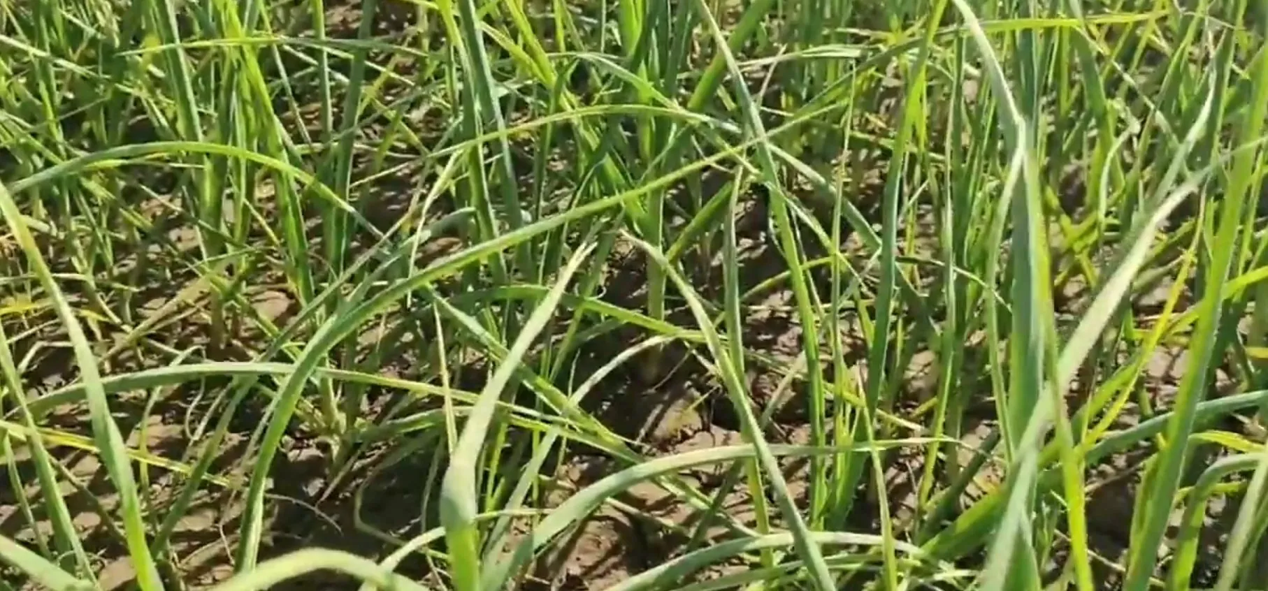 લસણની ખેતી બની ખેડૂતો માટે નફાનો મજબૂત આધાર 3 Garlic Farming 2.jpeg