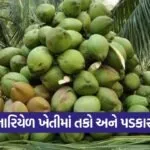 Coconut Farming 1