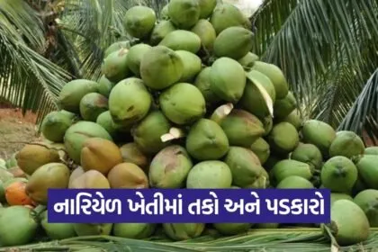 Coconut Farming 1