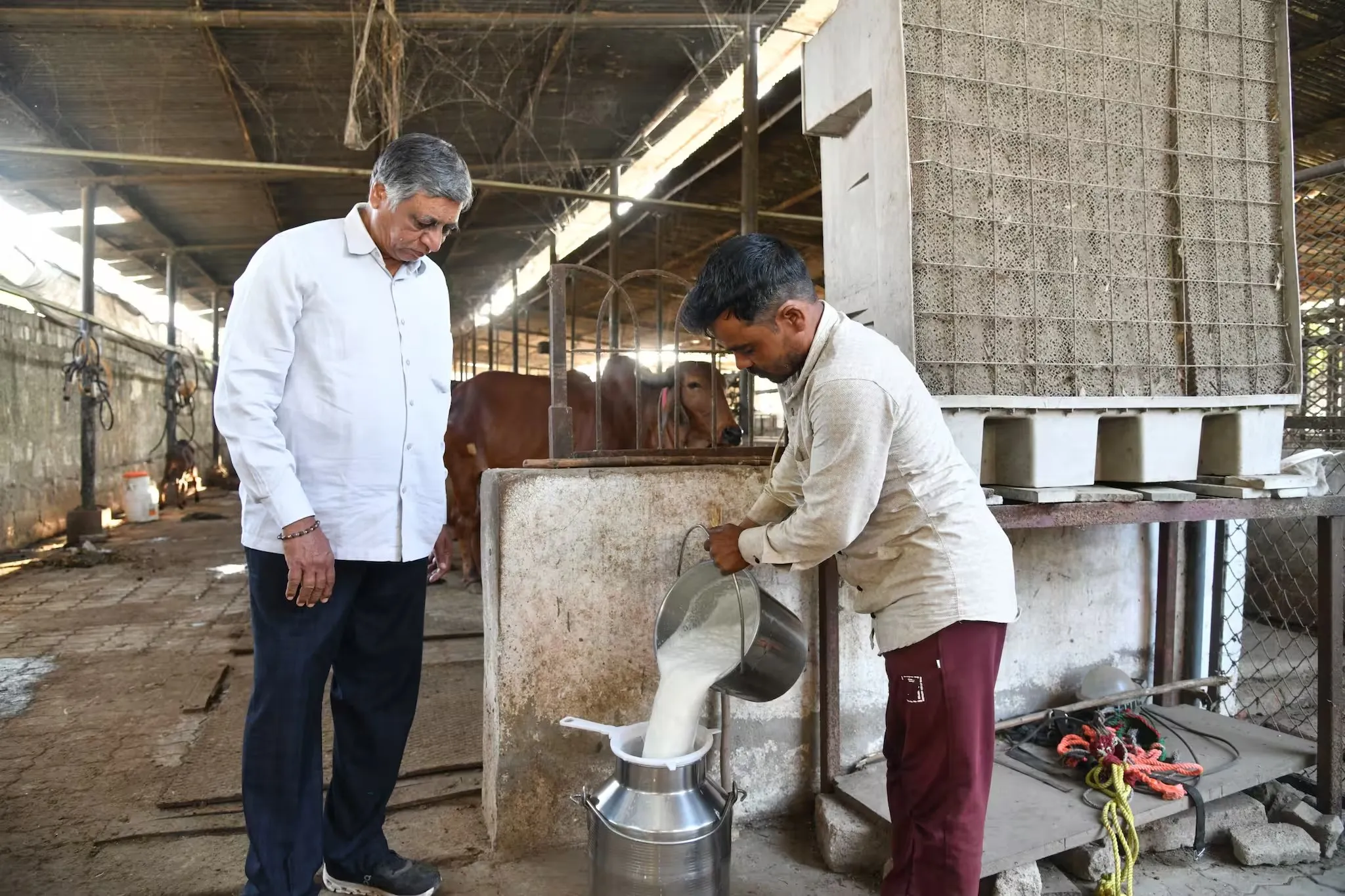 ગાયોને પરિવાર ગણીને પશુપાલન કરનાર મહેન્દ્રભાઈ પટેલની સફળ કહાની 3 mahendrabhai of santej villag in kalok 2.png