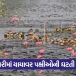 South Gujarat migratory birds decline 1