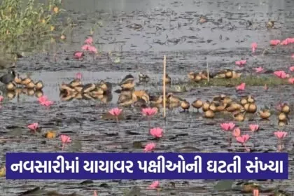 South Gujarat migratory birds decline 1