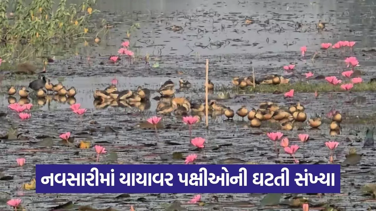 South Gujarat migratory birds decline 1.jpg