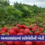 Deesa Strawberry Farming 1