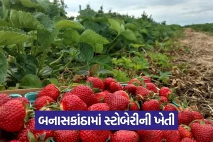 Deesa Strawberry Farming 1