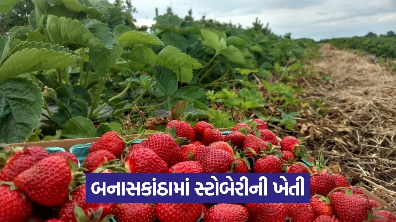 Deesa Strawberry Farming 1.jpg