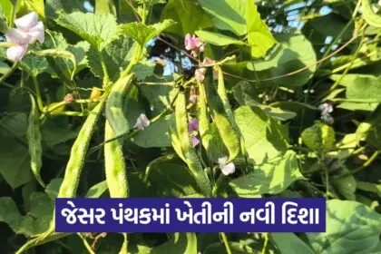 Jesar Valol Farming 1