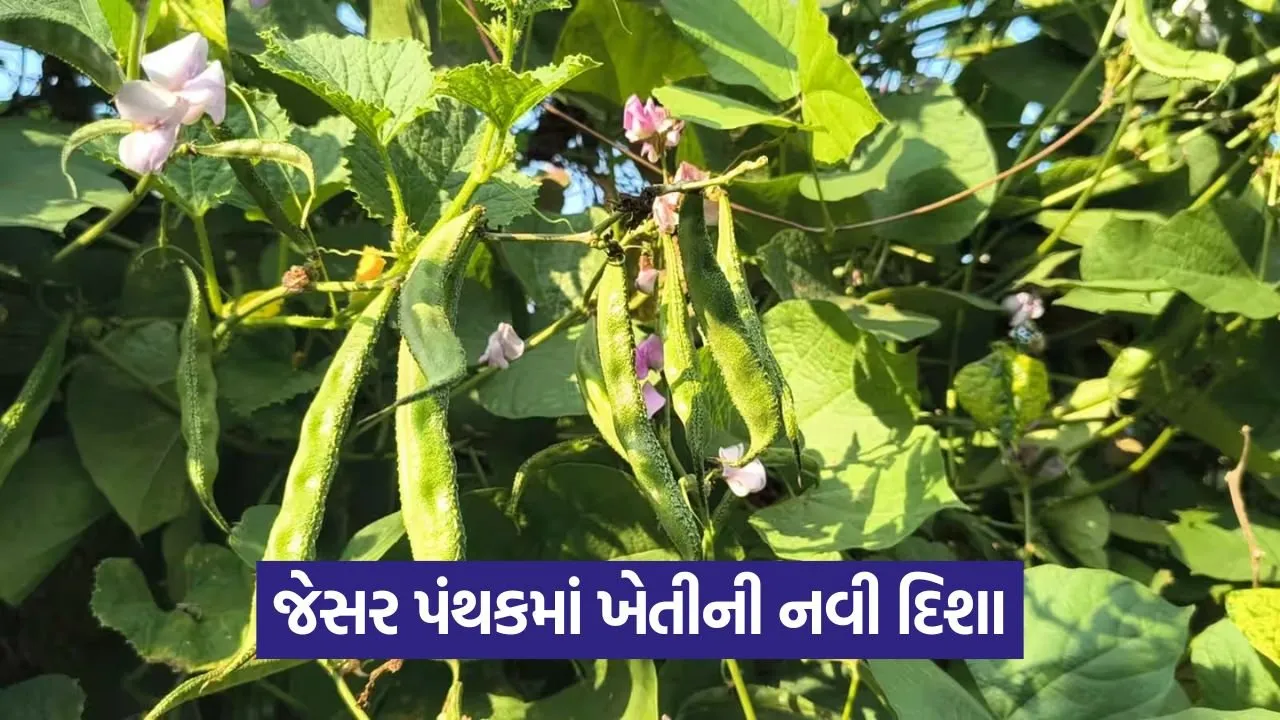 Jesar Valol Farming 1.jpg