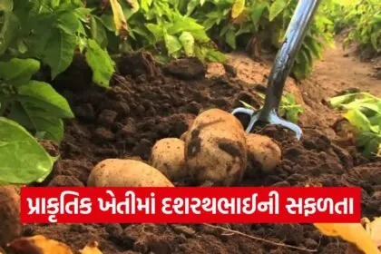 Dehgam Natural Farming Success Story 1