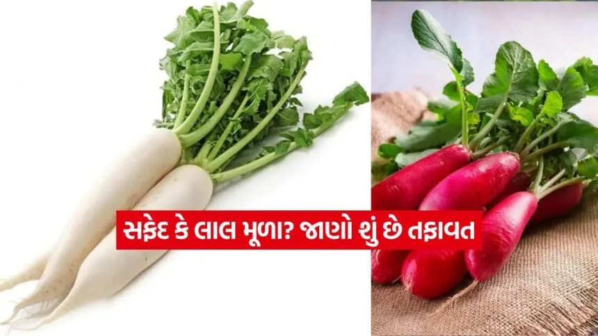 INDIA 1 2026 01 10T121556.374