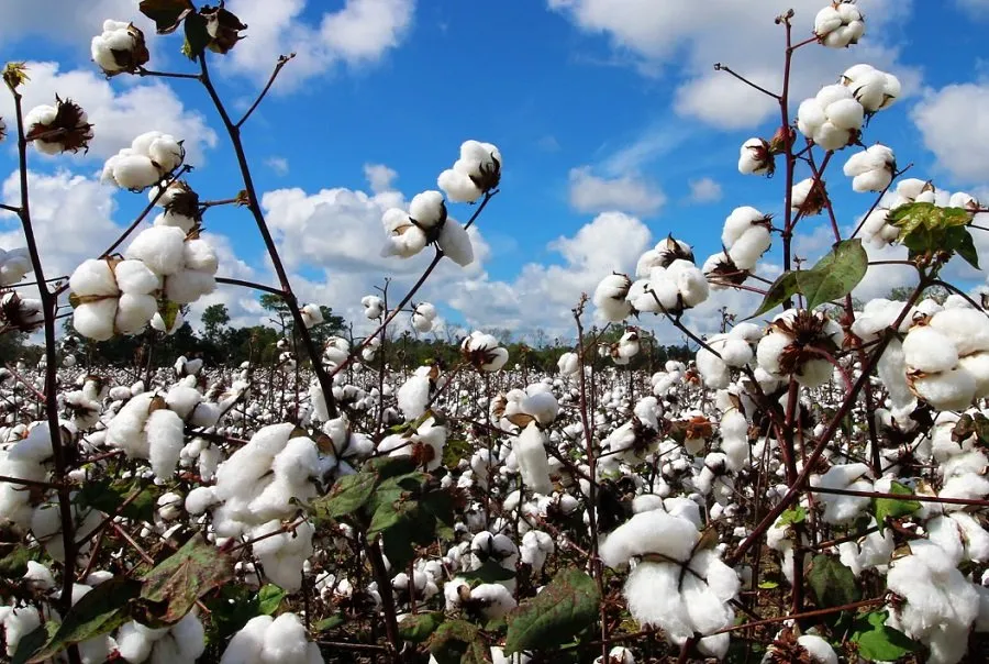 Cotton City