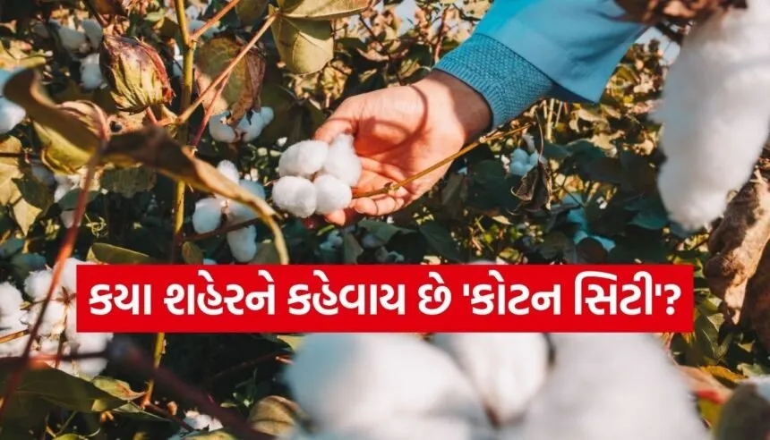 Cotton City