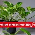Money Plant Vastu