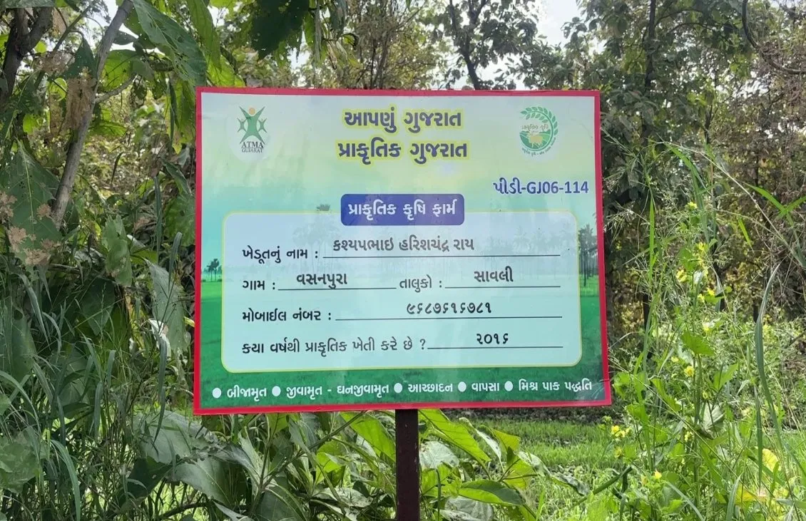 સાવલીના કશ્યપભાઈ રાયની પ્રાકૃતિક ખેતીની ક્રાંતિ: ગાય આધારિત પંચસ્તરિયા મોડેલથી લાખોની આવક અને હજારો ખેડૂતોને પ્રેરણા 2 Vadodara Natural Farming Success Story 3.jpeg