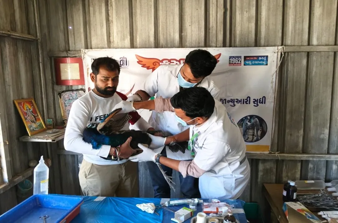 ઉત્તરાયણમાં ૧૯૬૨ હેલ્પલાઇન બની અબોલ જીવો માટે જીવનરેખા 2 Sabarkantha 1962 Animal Helpline Uttarayan Rescue.jpeg