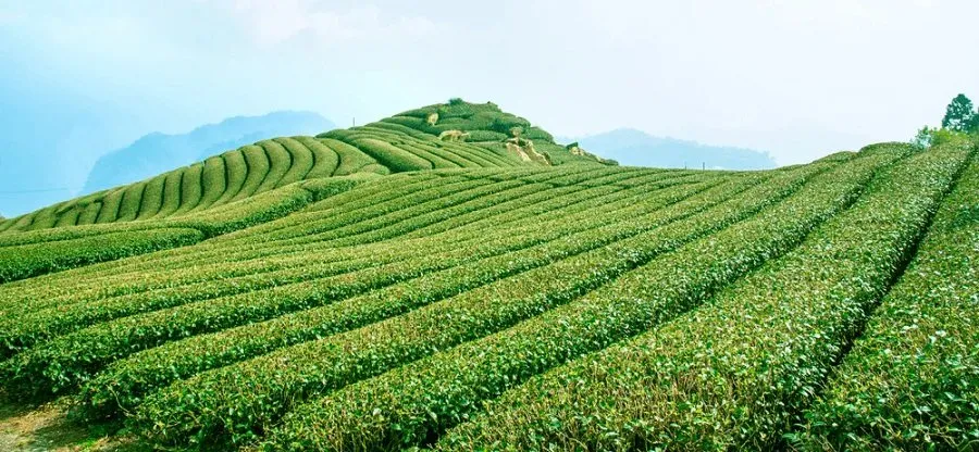 Tea Management 