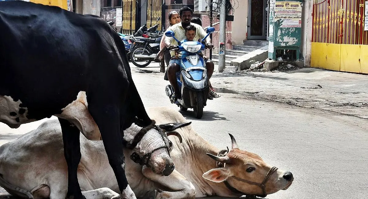 અમદાવાદમાં રખડતી ગાયોની સમસ્યાના ઉકેલ માટે AI આધારિત પાયલટ પ્રોજેક્ટ શરૂ, ટ્રાફિક અને જાહેર સુરક્ષામાં આવશે સુધારો 3 ahmedabad stray cattle ai pilot project 1.png