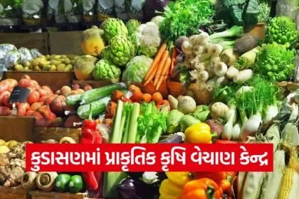 gandhinagar natural farming produce sale center kudasan