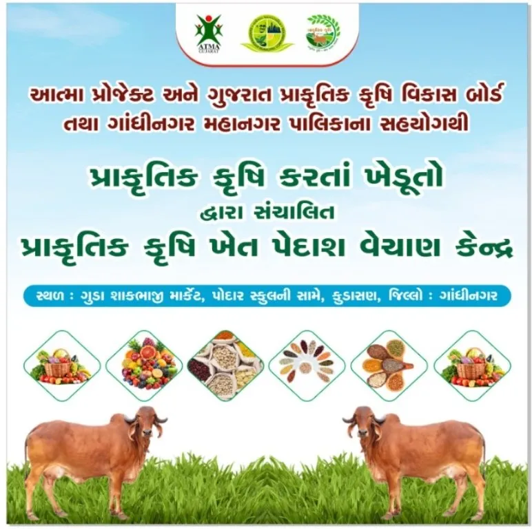 ગાંધીનગરમાં પ્રાકૃતિક કૃષિને નવી દિશા, કુડાસણ ખાતે ૧૦૦% ગાય આધારિત ખેતપેદાશ વેચાણ કેન્દ્ર શરૂ 2 gandhinagar natural farming produce sale center kudasan.jpeg