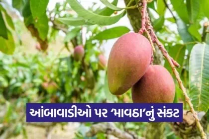 south gujarat mango crop advisory 2026 1